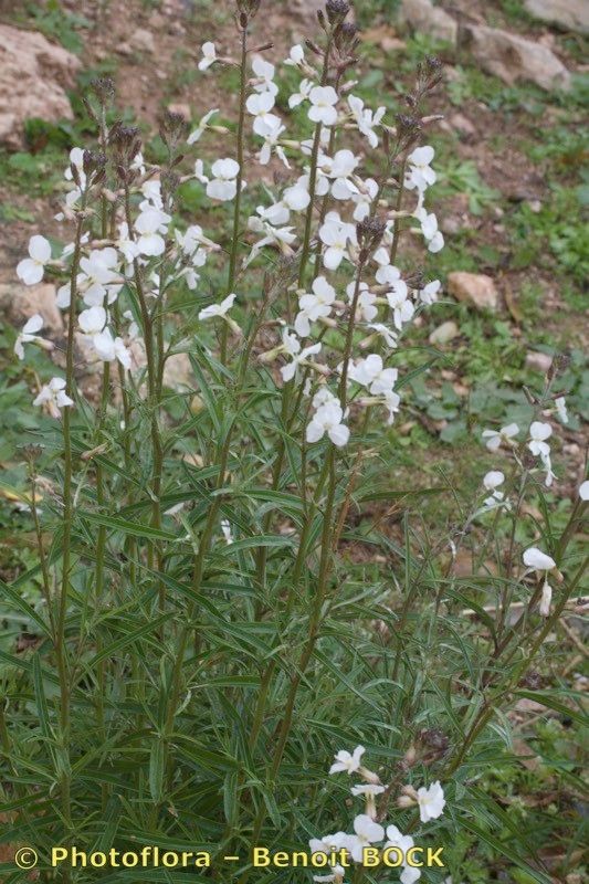 Erysimum semperflorens — houseplant care guide