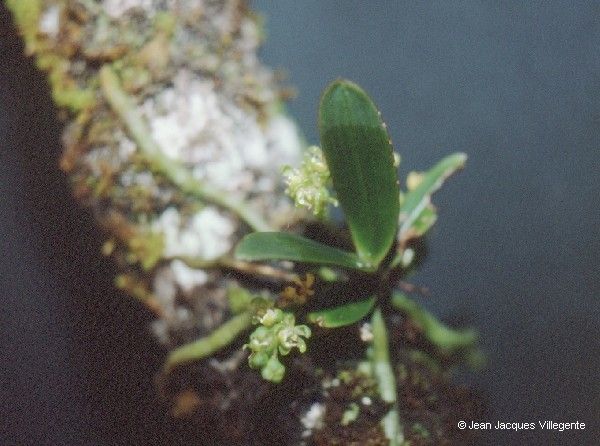 Sarcochilus gildasii habit