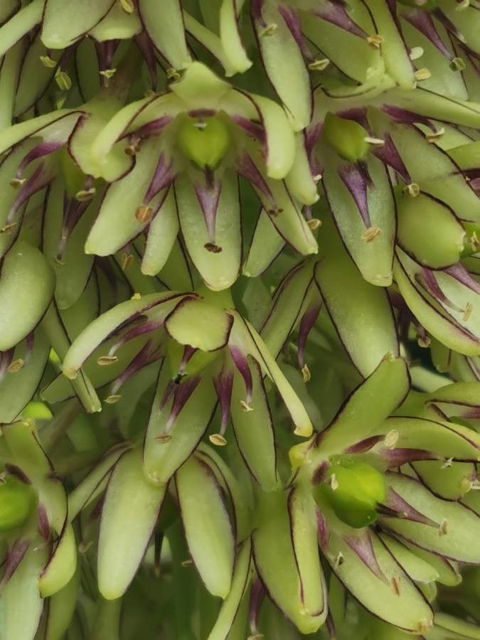 Eucomis bicolor flower