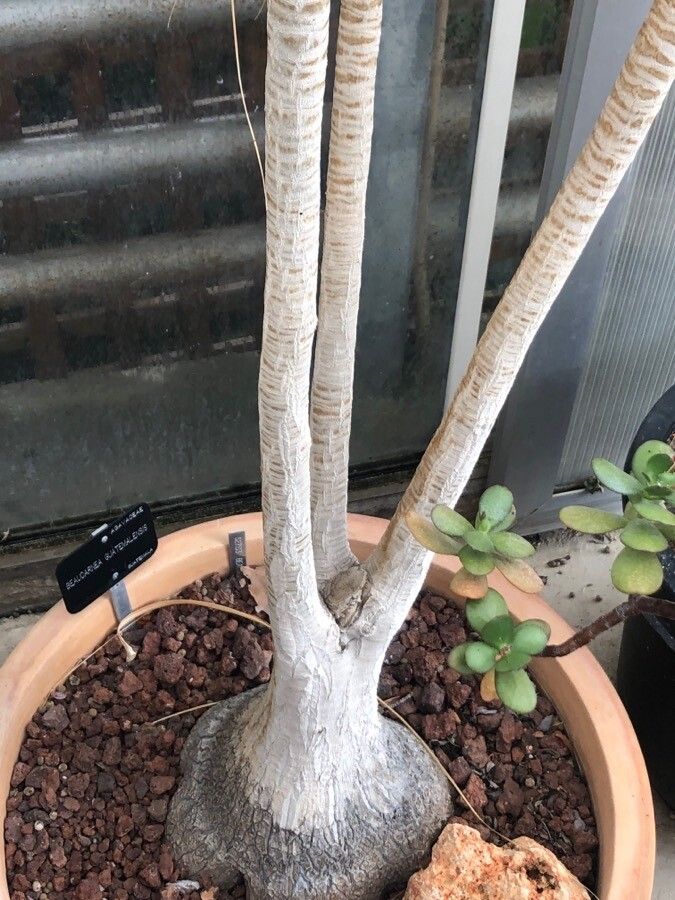 Beaucarnea guatemalensis bark