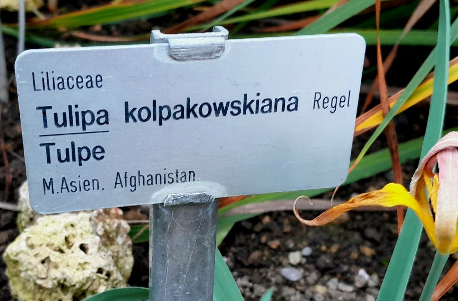 Tulipa kolpakowskiana other