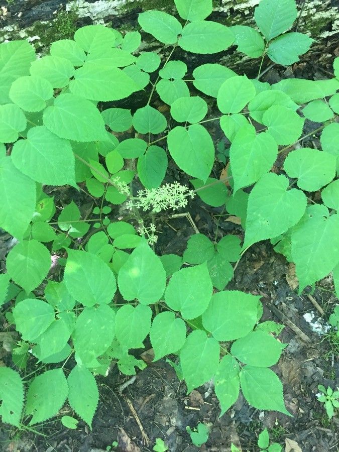 Aralia racemosa flower