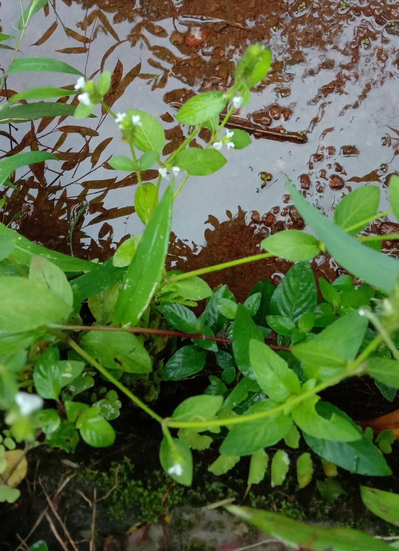 Rostellularia procumbens habit