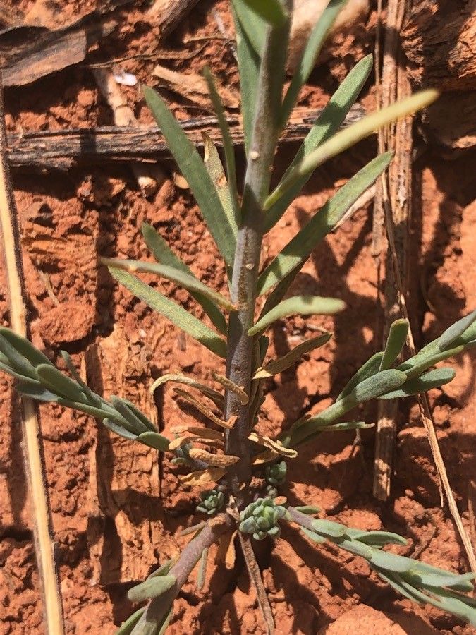 Linum pratense — search result for 'Linaceae'