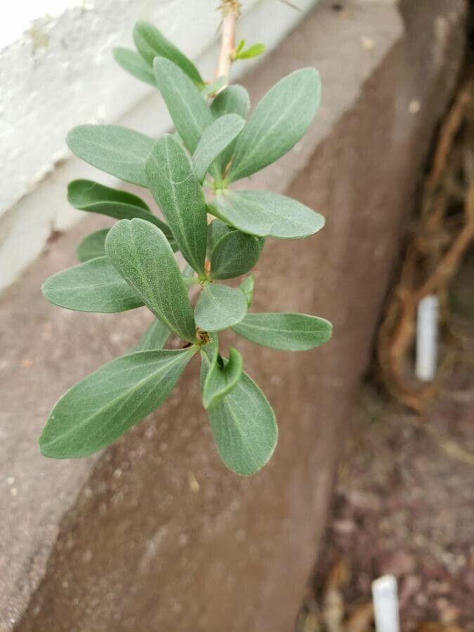 Fouquieria columnaris leaf