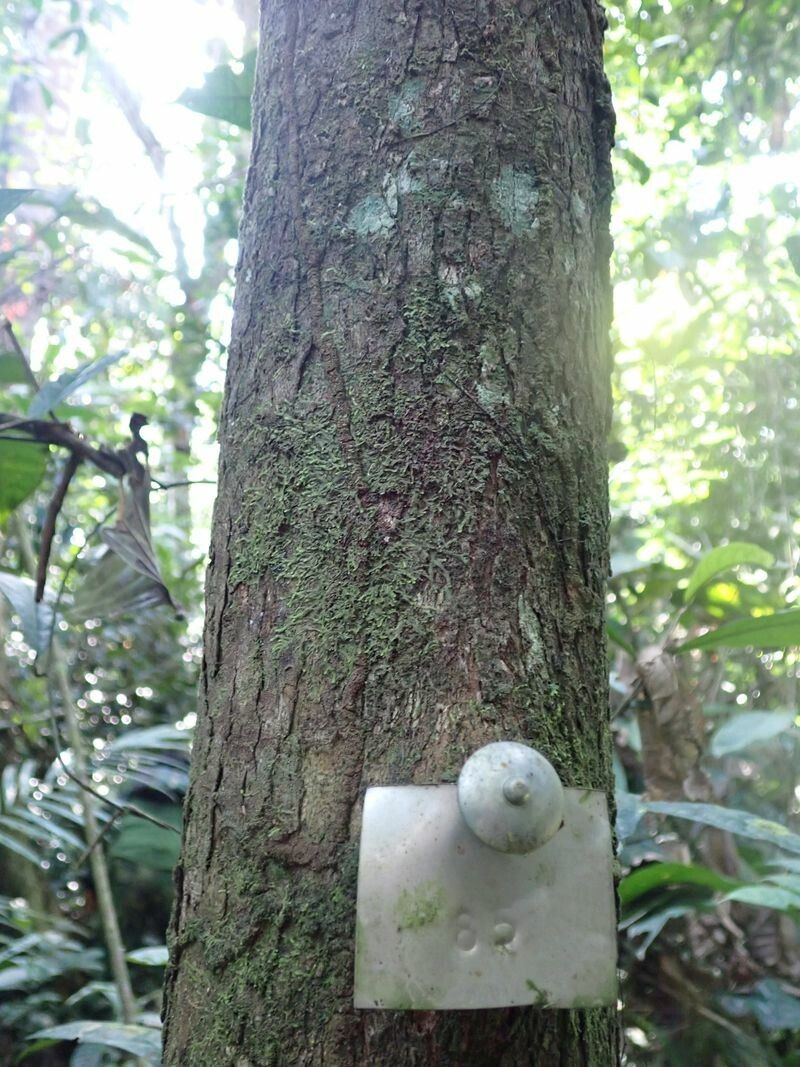 Dialium pachyphyllum bark