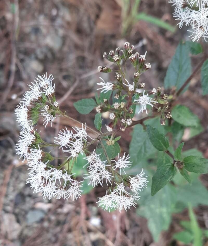 Koanophyllon gibbosum flower
