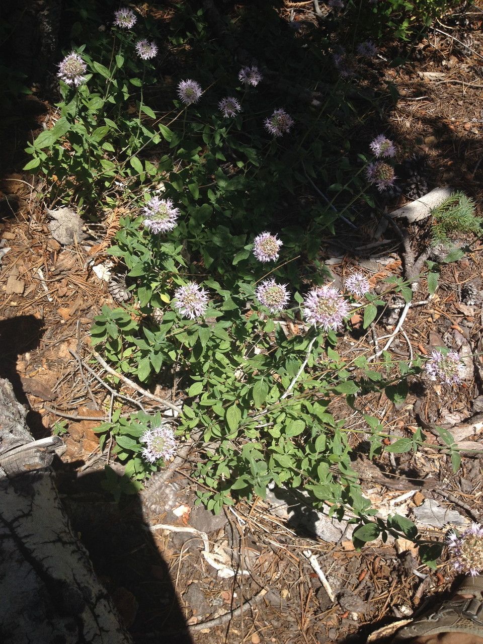 Monardella odoratissima habit