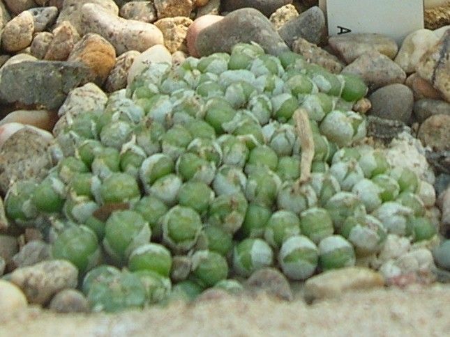 Conophytum ectypum — houseplant care guide