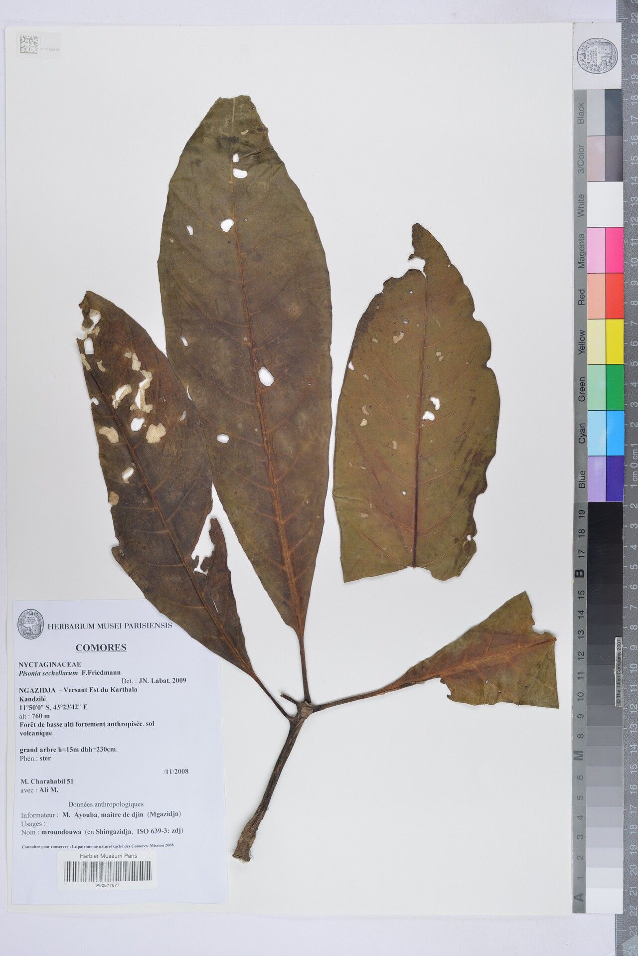 Ceodes sechellarum — houseplant care guide