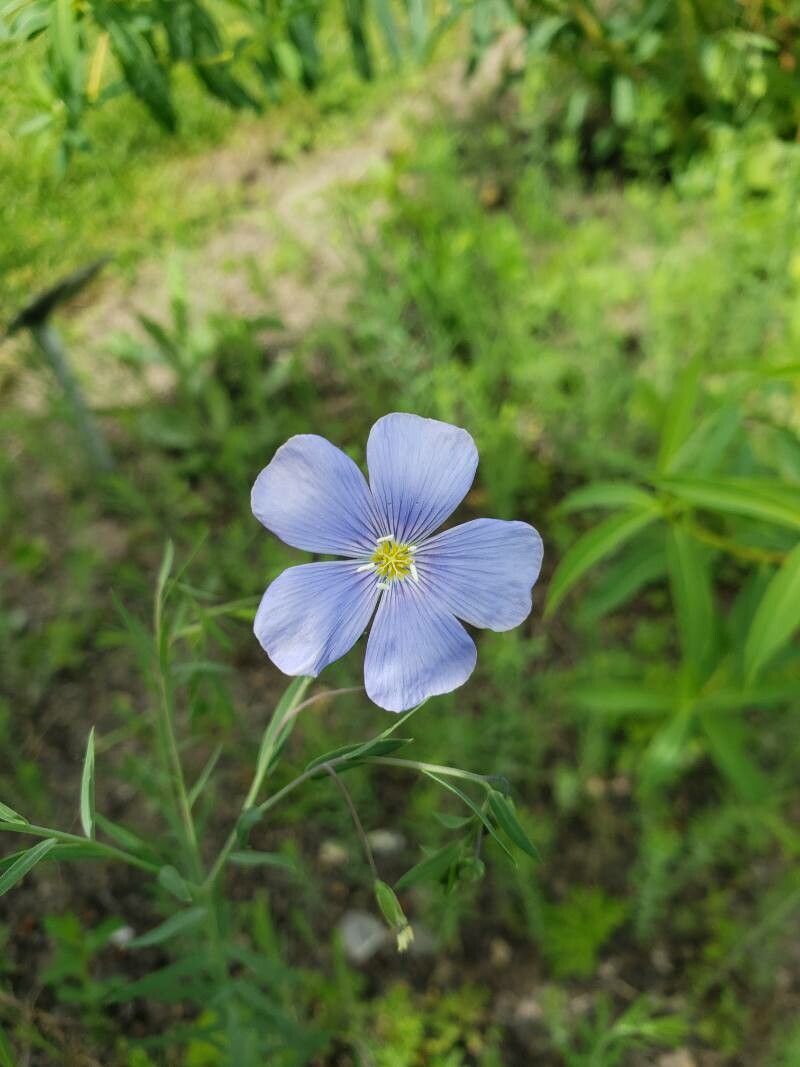Linum lewisii flower