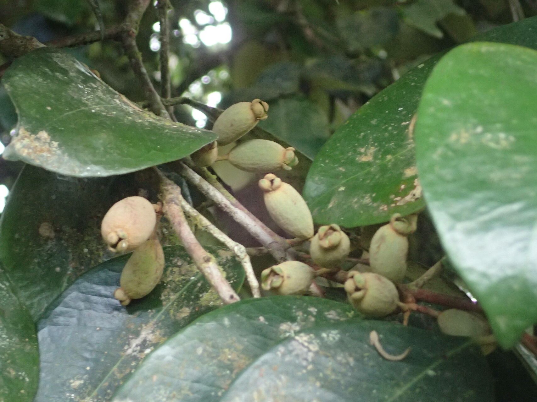 Eugenia gregii fruit