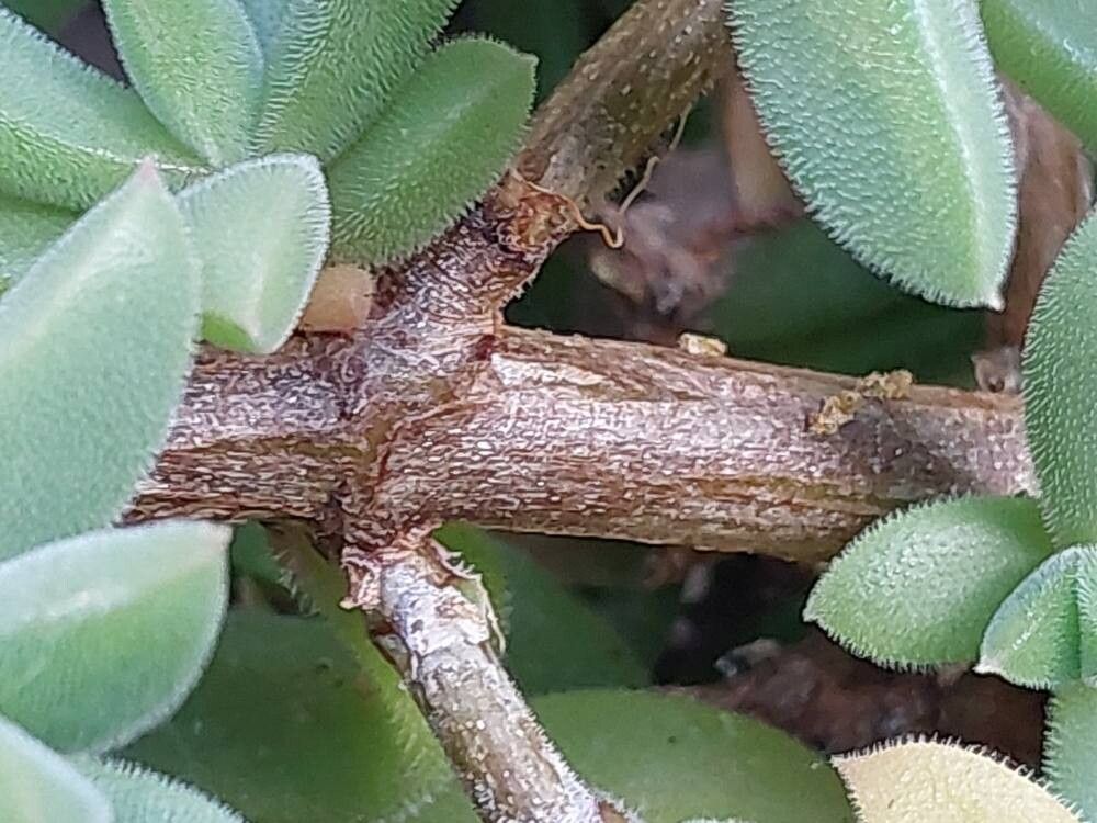 Delosperma vinaceum bark