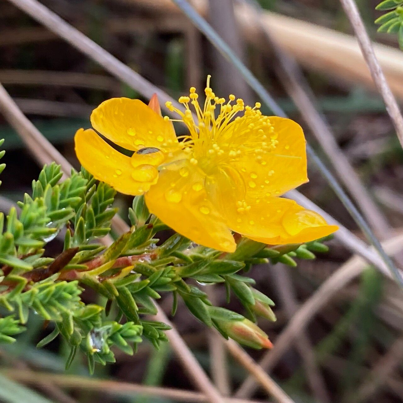 Hypericum laricifolium flower