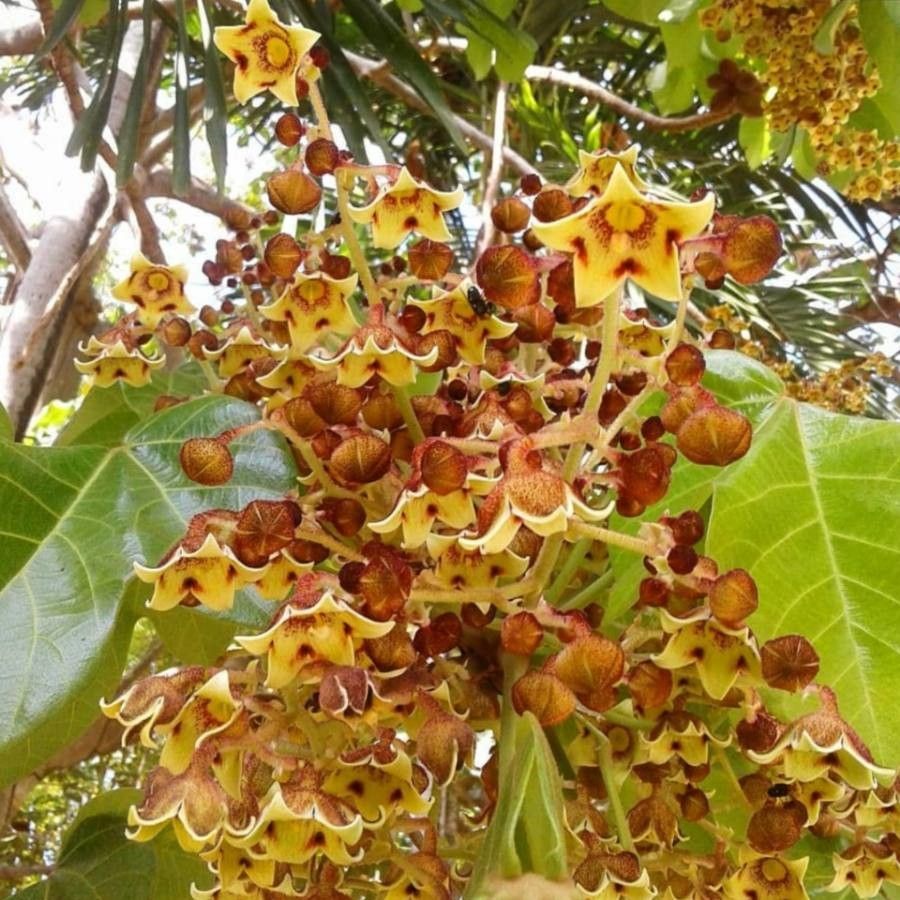 Sterculia apetala flower