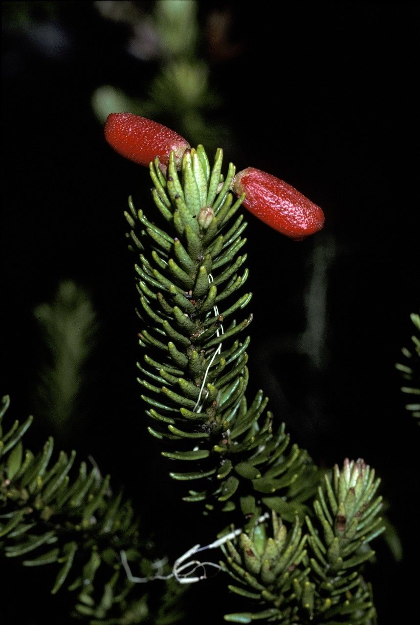 Rhododendron ericoides flower