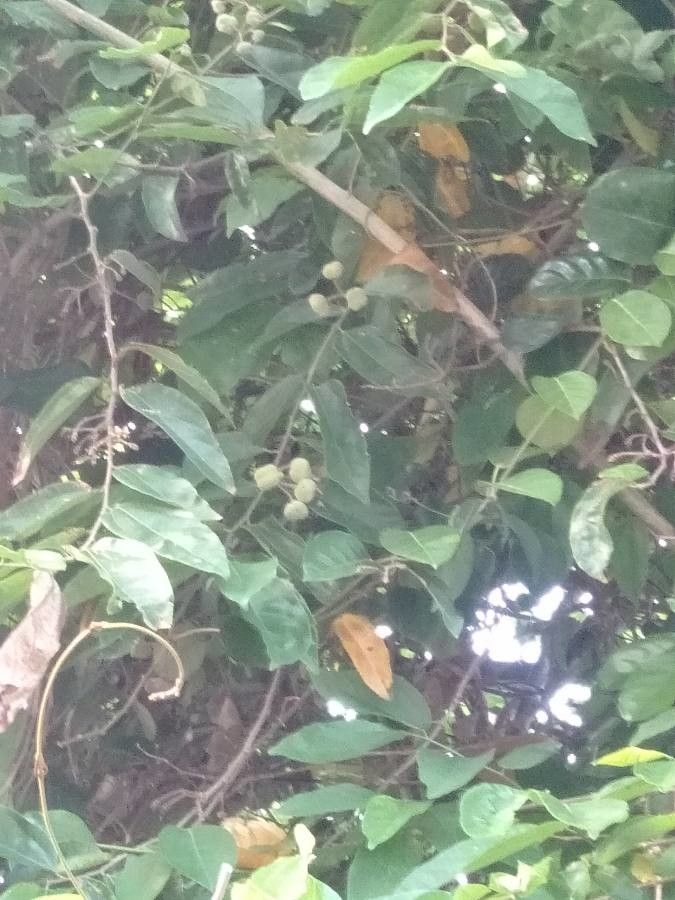 Grewia laevigata — search result for 'Grewia'