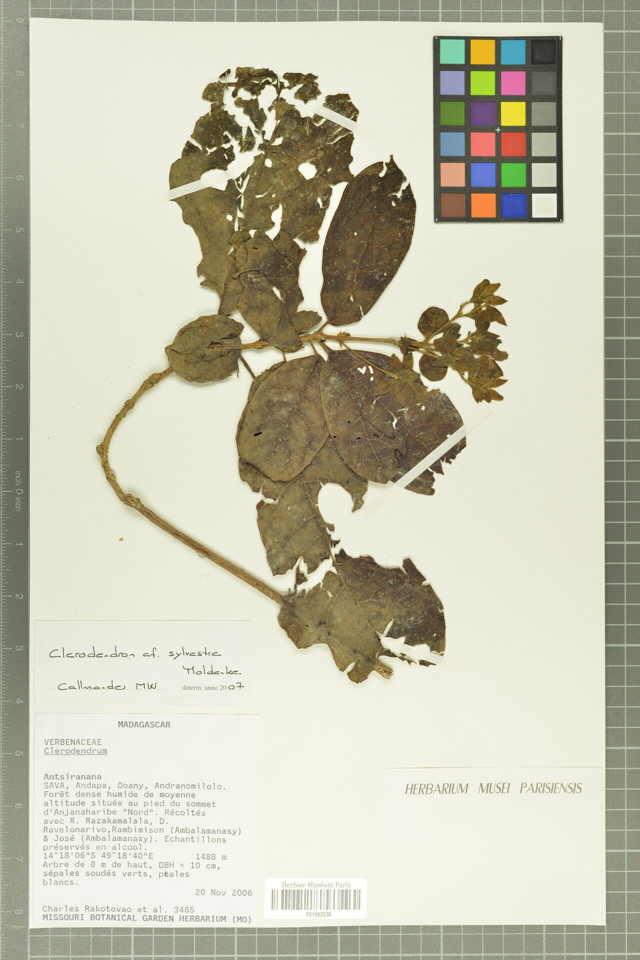 Clerodendrum sylvestre — houseplant care guide