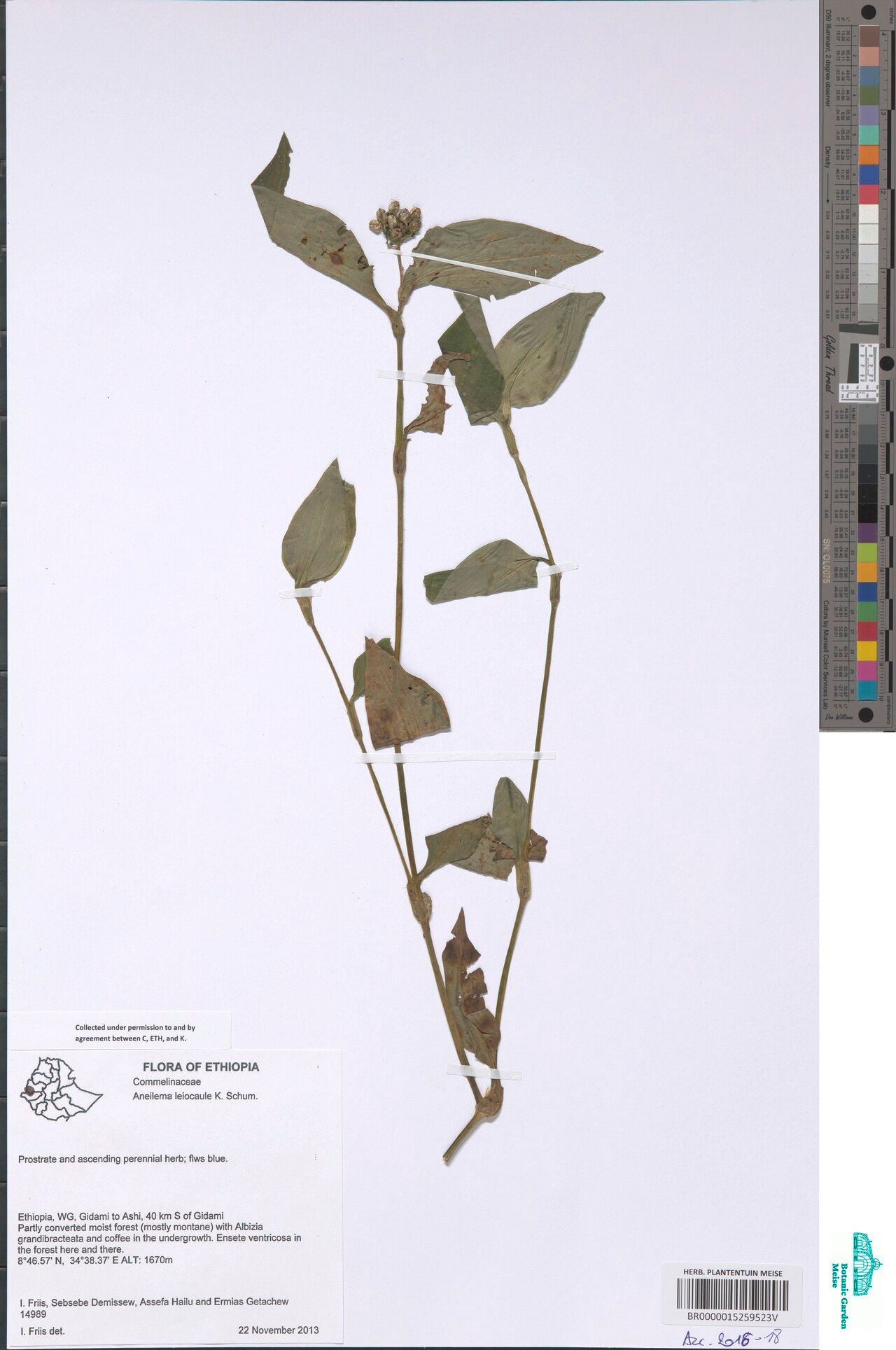 Aneilema leiocaule — houseplant care guide