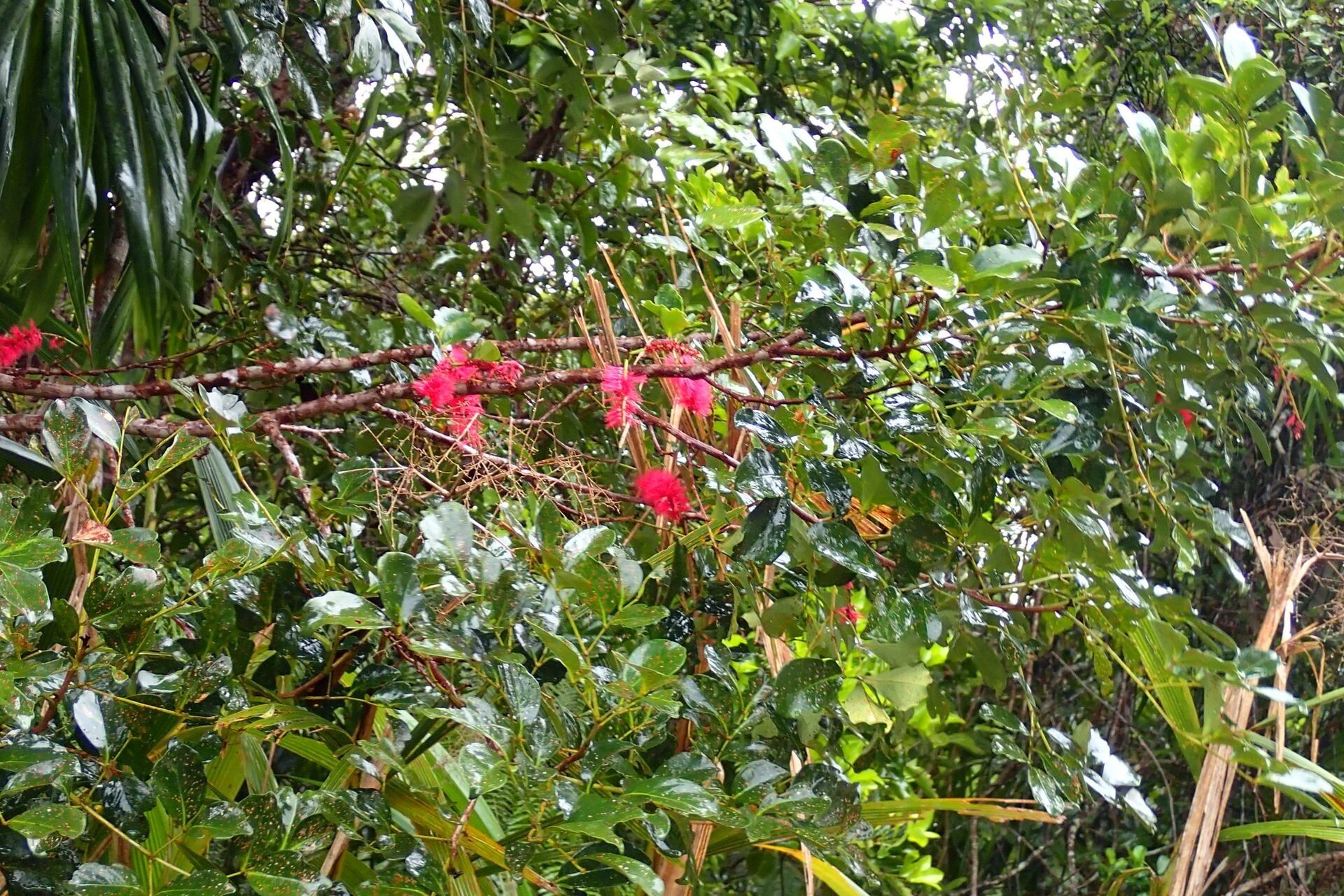 Archidendropsis fulgens habit