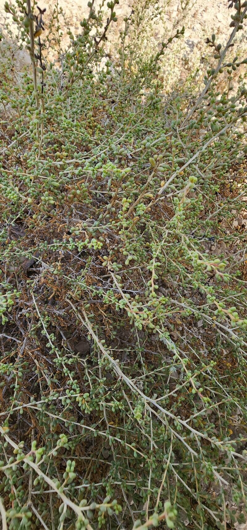 Salsola drummondii habit