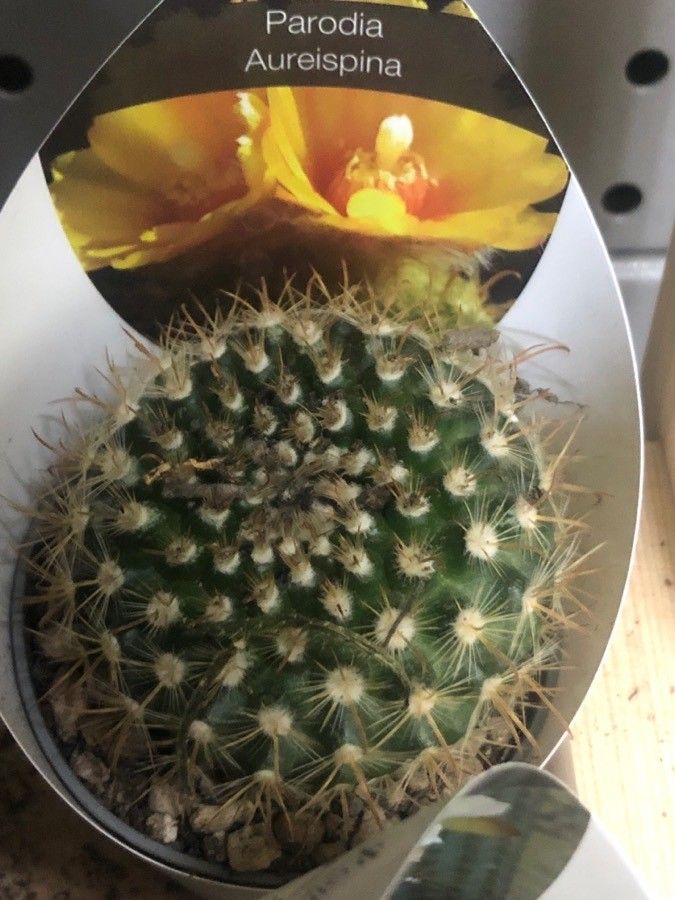 Parodia microsperma — search result for 'Parodia'