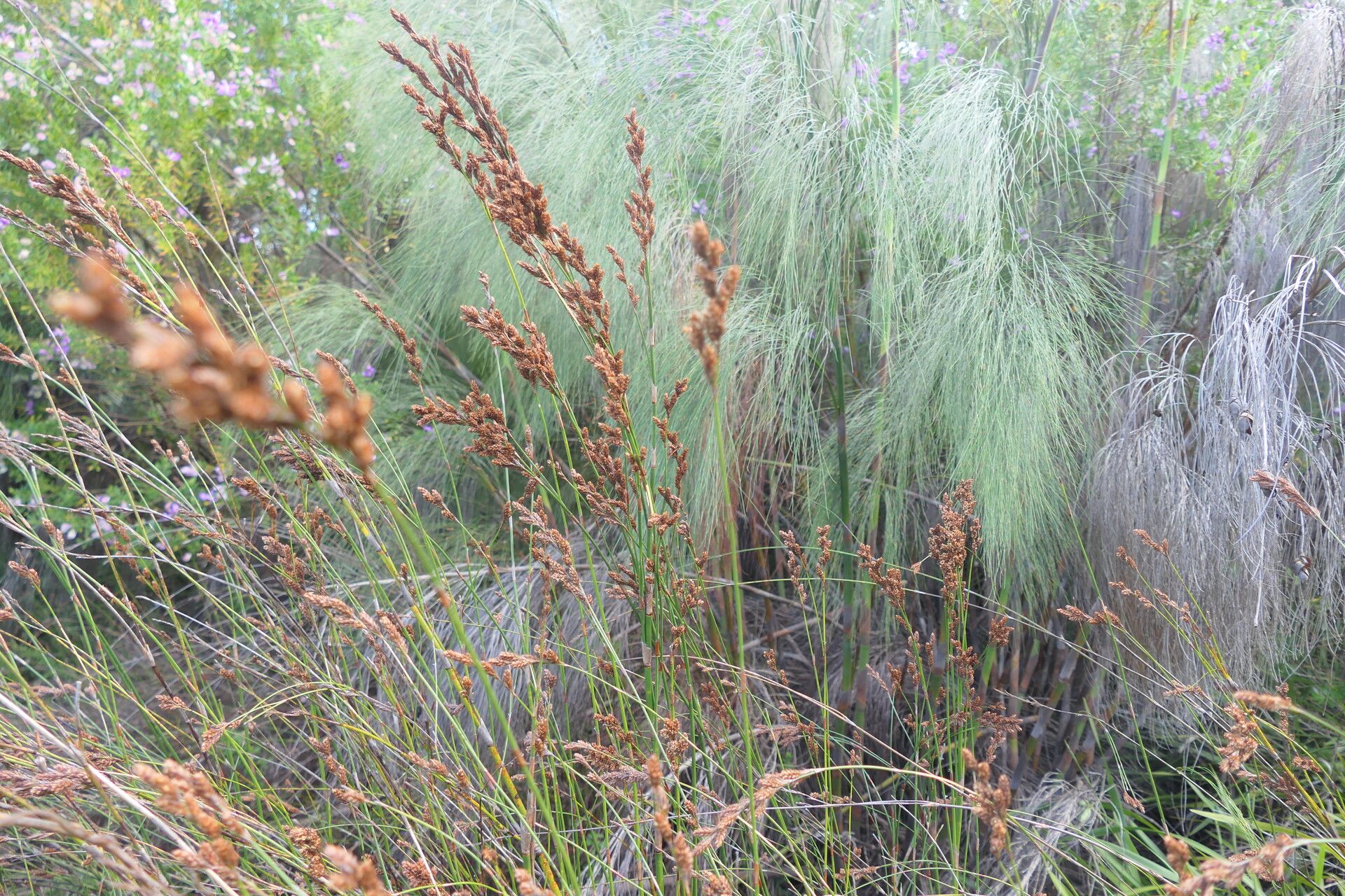 Restio multiflorus flower