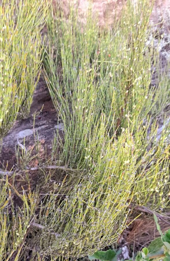 Ephedra triandra habit