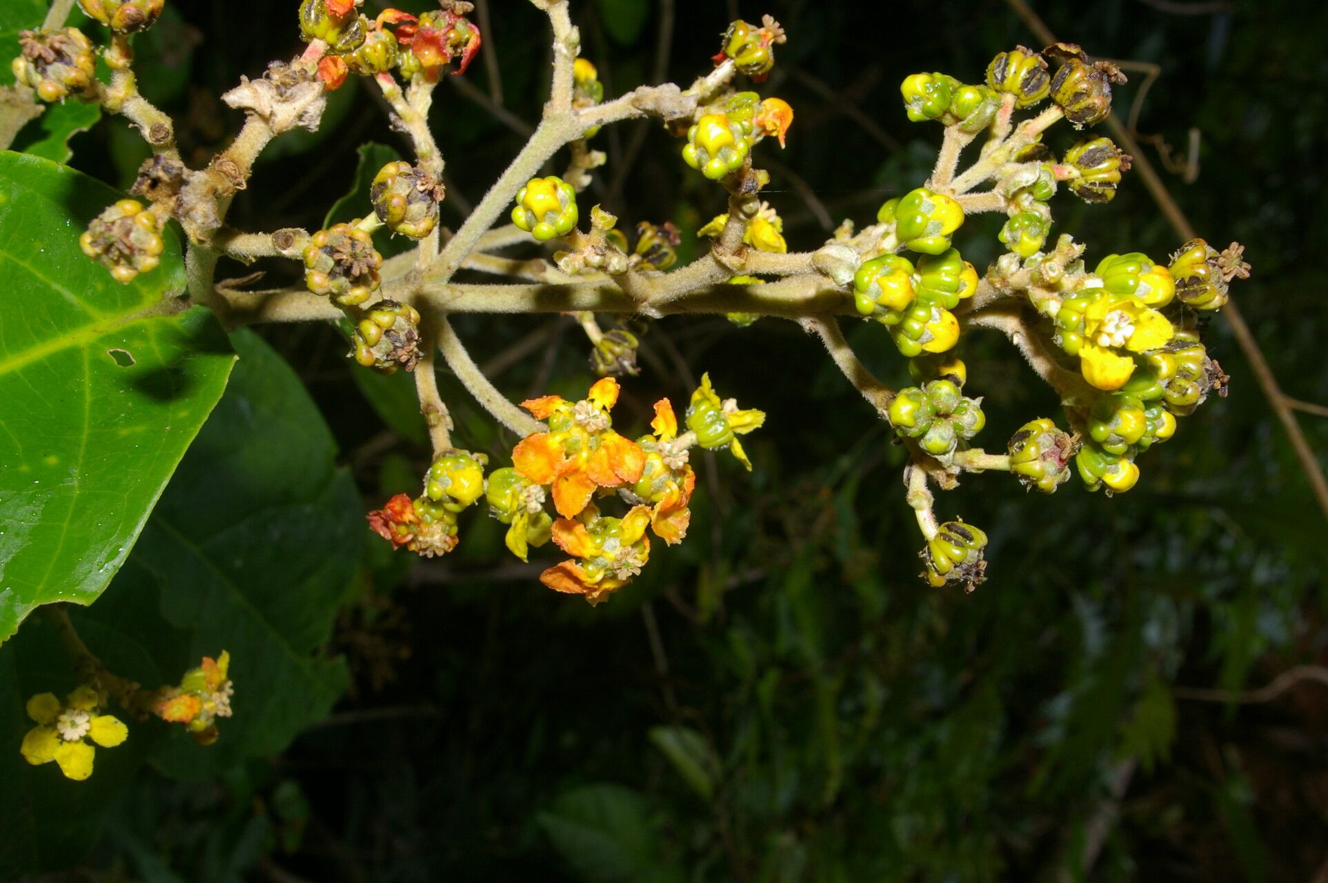 Tetrapterys skutchii flower