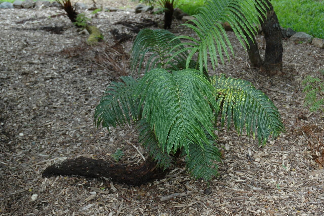 Sphenomeris chinensis habit