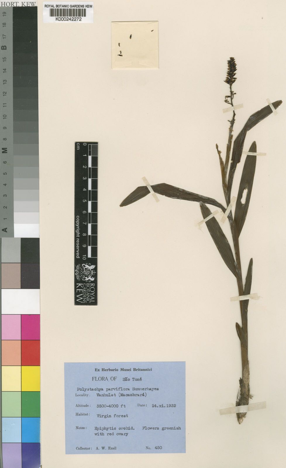 Polystachya parviflora — houseplant care guide