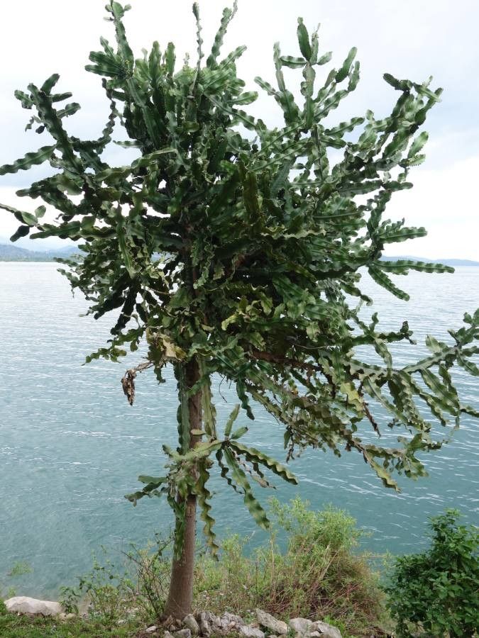 Euphorbia dawei leaf