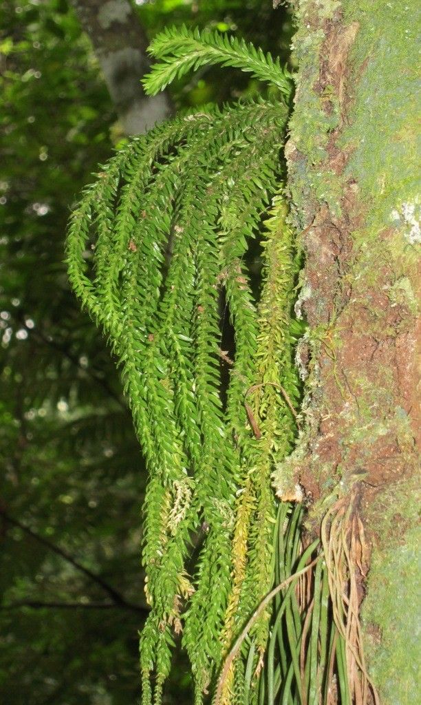 Phlegmariurus balansae habit