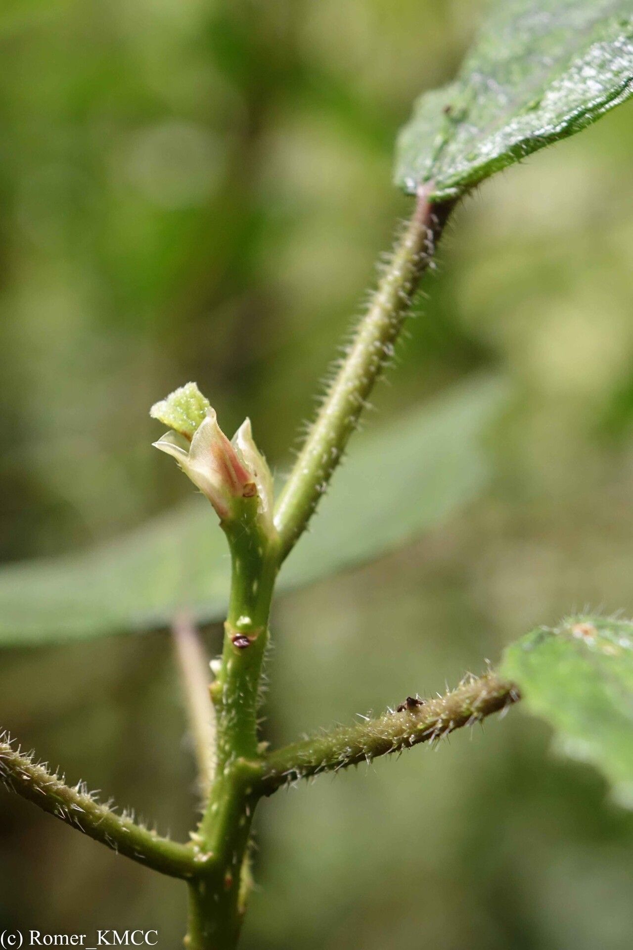 Laportea oligoloba bark