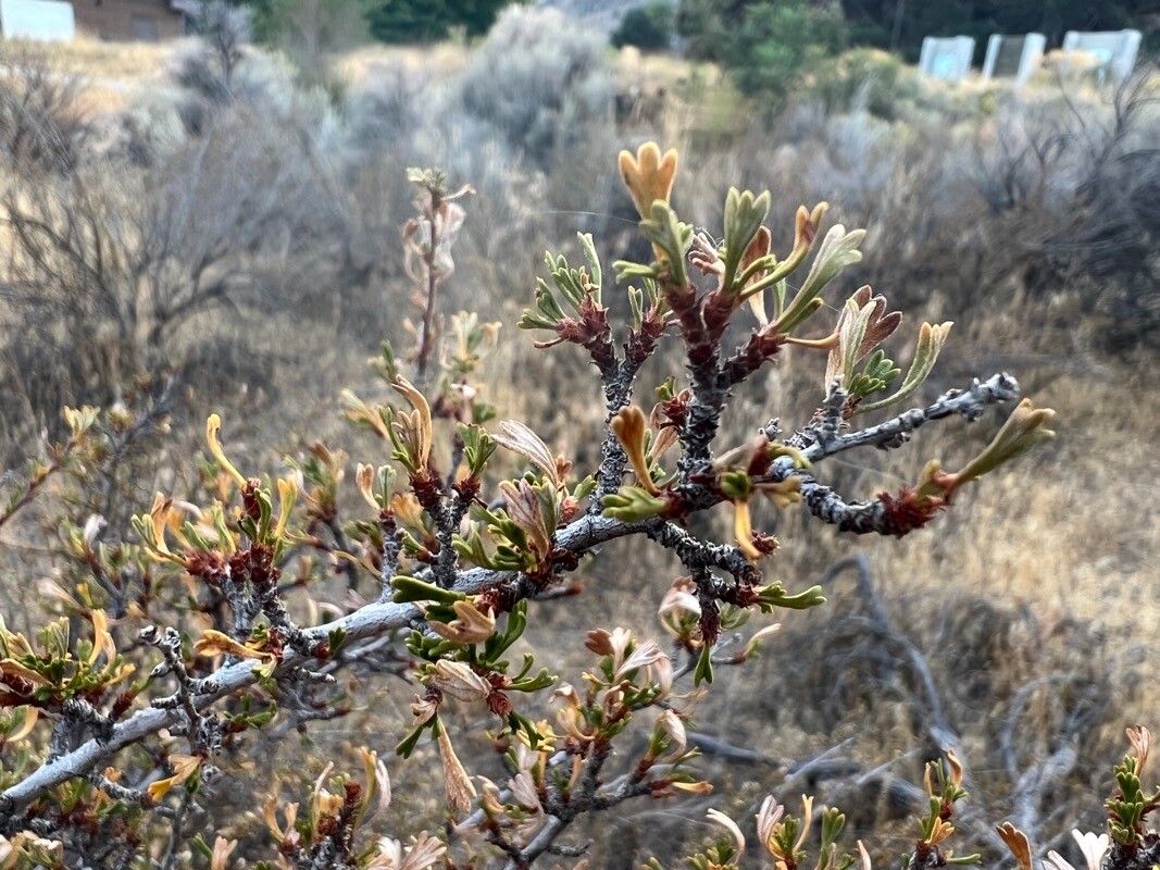 Purshia tridentata — houseplant care guide