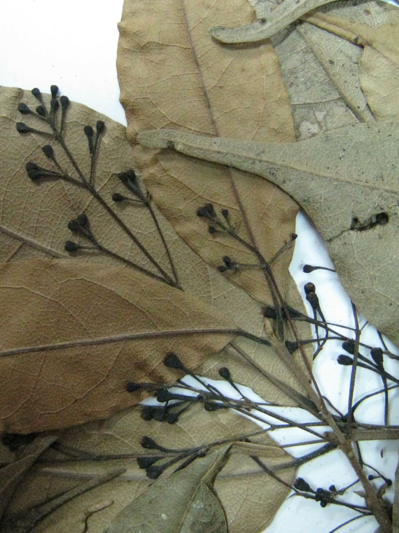 Licaria debilis other