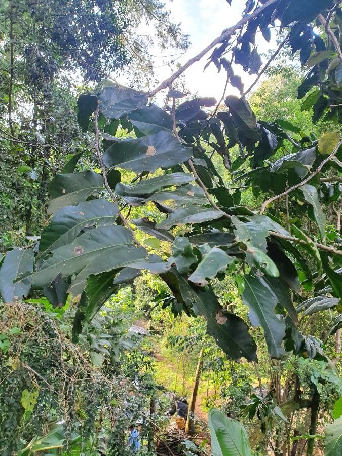 Cassipourea malosana — search result for 'Gabon'