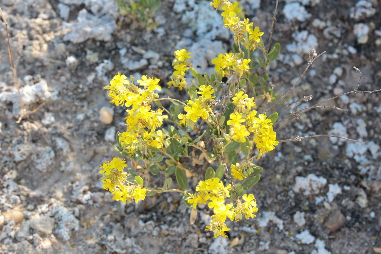 Helianthemum cinereum bark