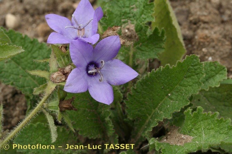 Campanula alata other