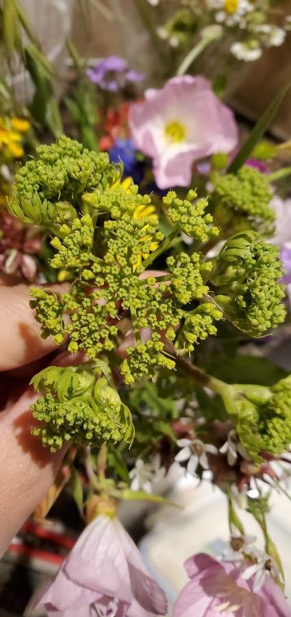 Polytaenia texana flower