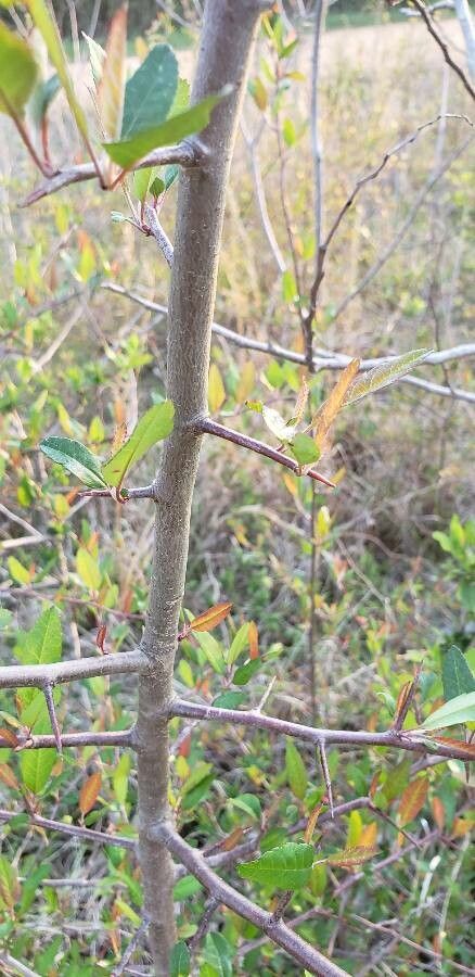 Malus angustifolia bark
