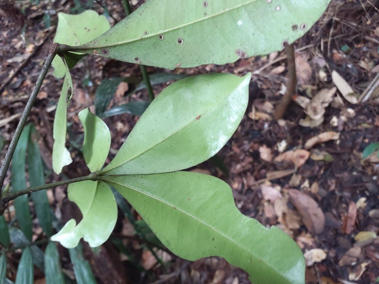 Pachira dolichocalyx leaf