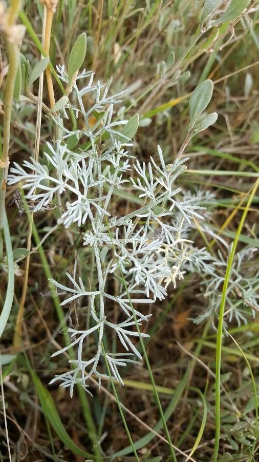 Artemisia maritima — search result for 'Germany'