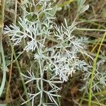 Artemisia maritima