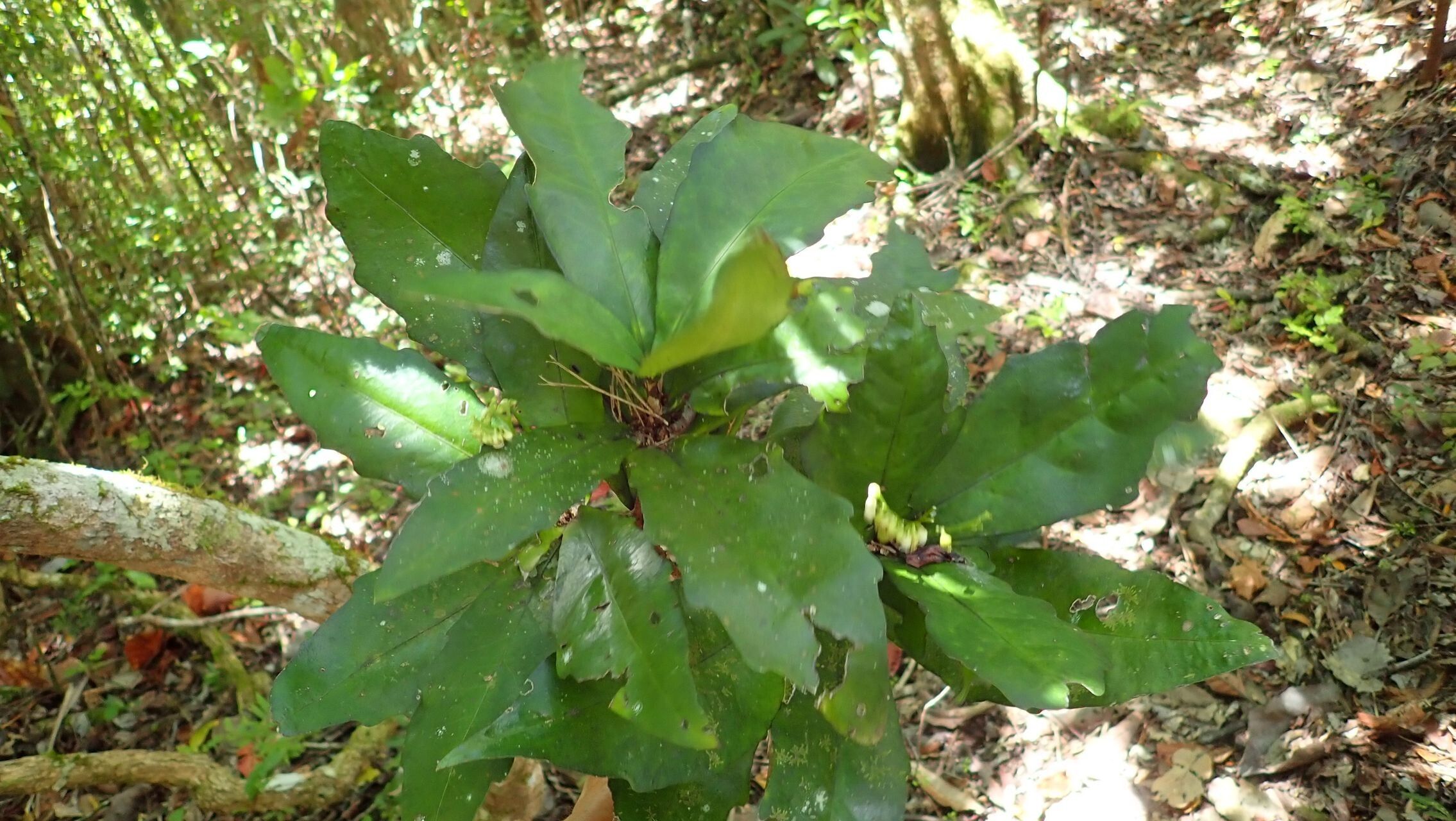 Hybanthus austrocaledonicus habit
