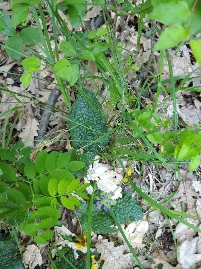 Verbascum xanthophoeniceum — search result for 'Verbascum'