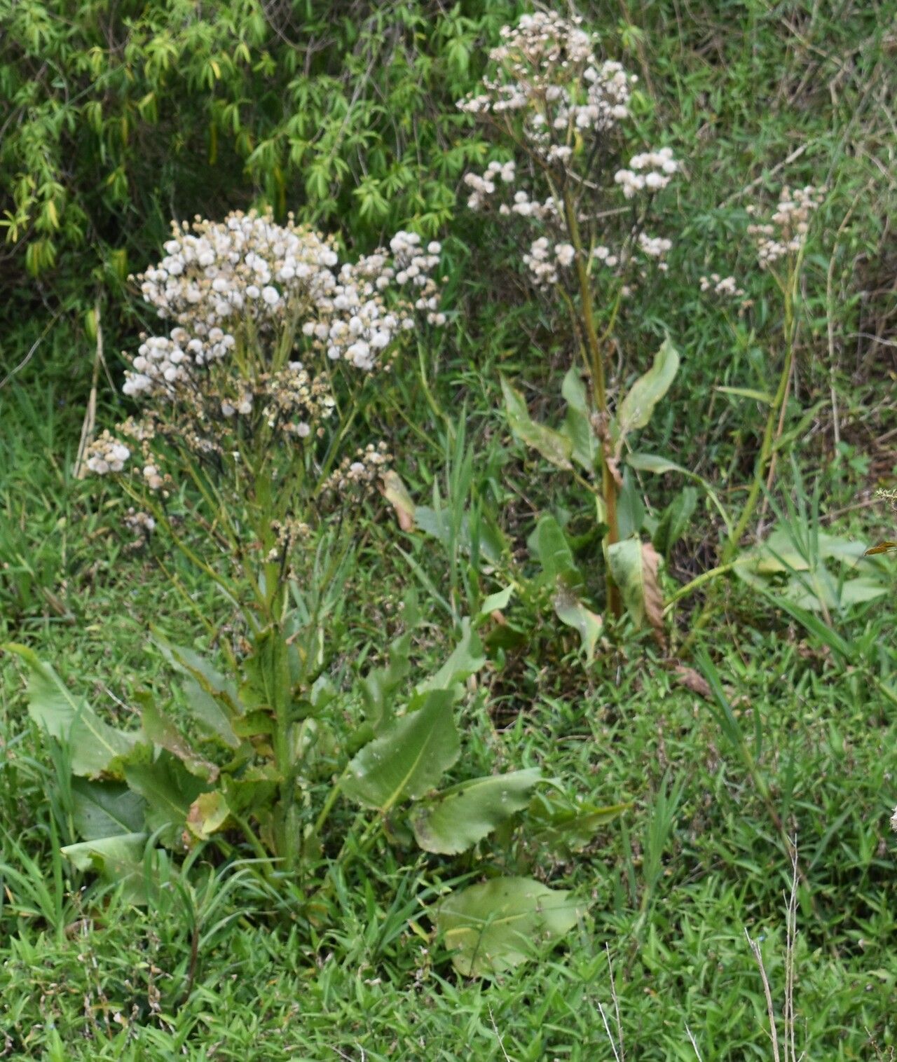 Senecio bonariensis — search result for 'Senecio'