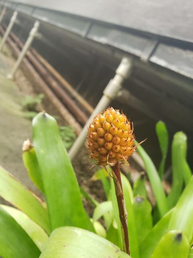 Aechmea gamosepala fruit