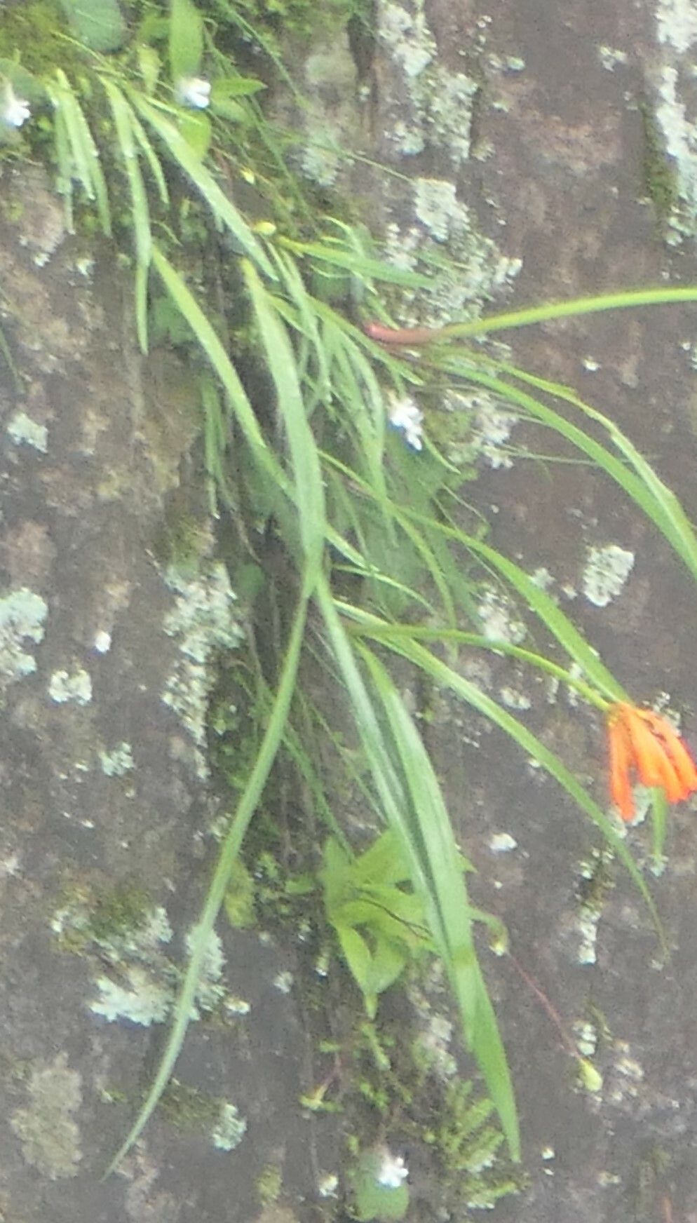 Cyrtanthus tuckii — houseplant care guide