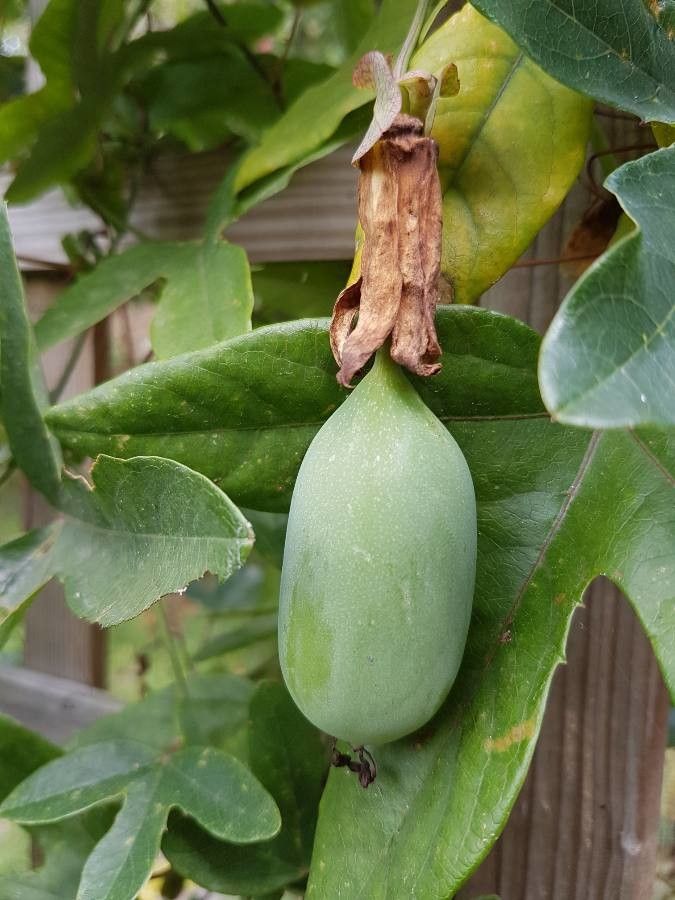 Passiflora amethystina fruit
